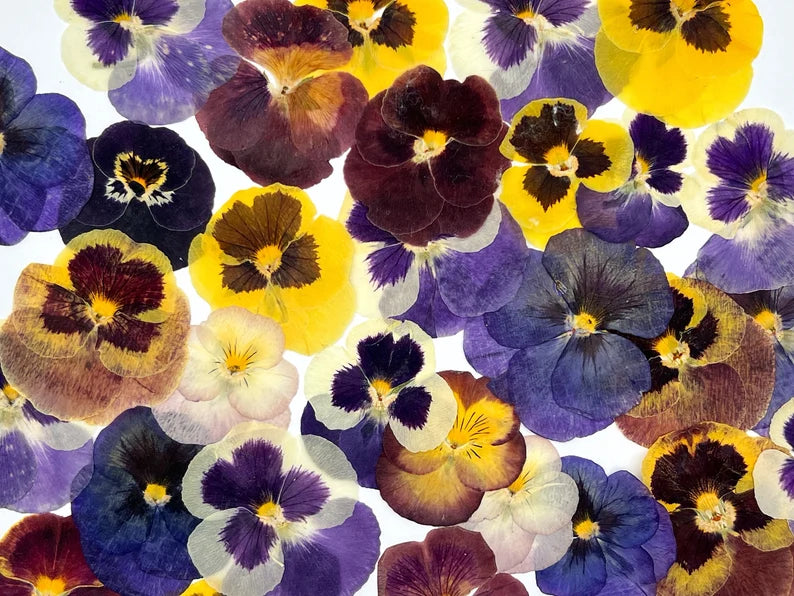 Pansy Flower Bracelet Pressed Flower - Gold