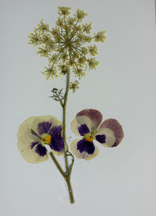 Meadow Waltz Pressed Flower Art