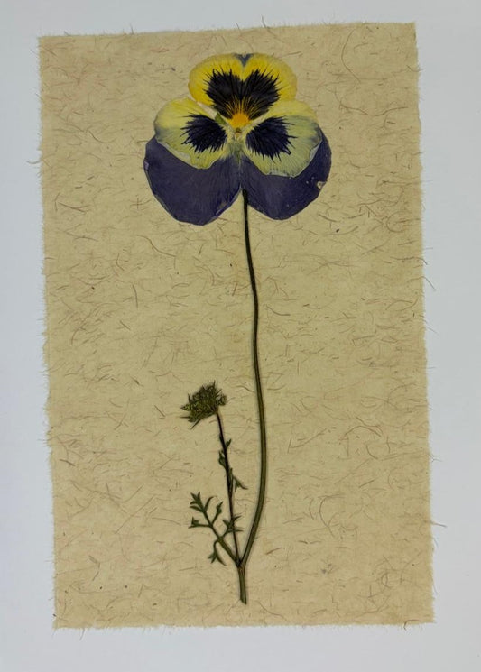 Pansy Heartbloom Pressed Flower Art