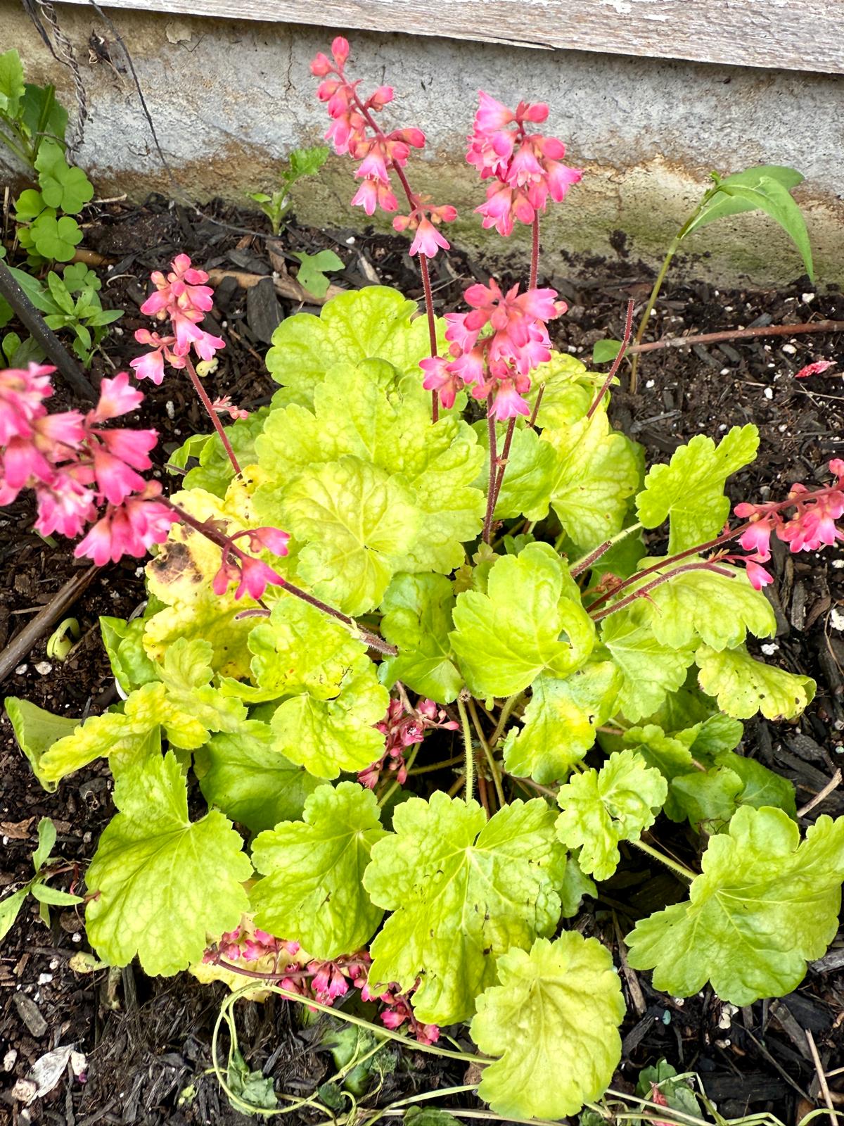 Pink flowers and green leaves in a garden setting